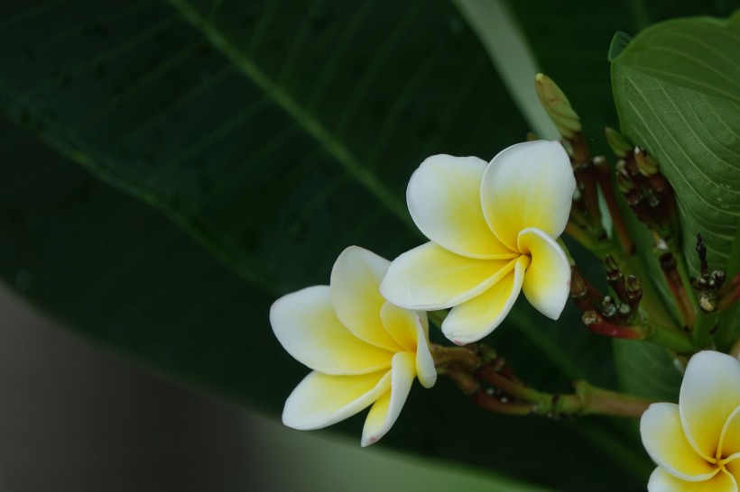 雞蛋花圖片