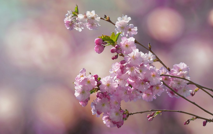 櫻花圖片