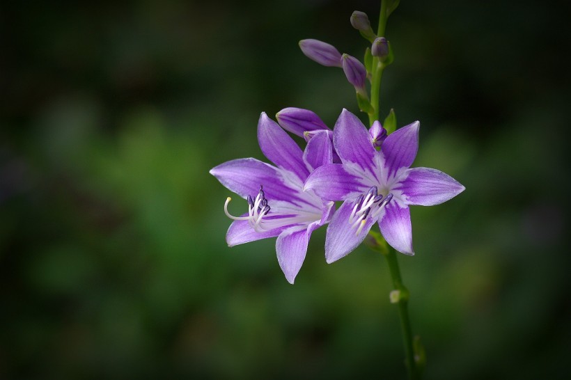 玉簪花圖片