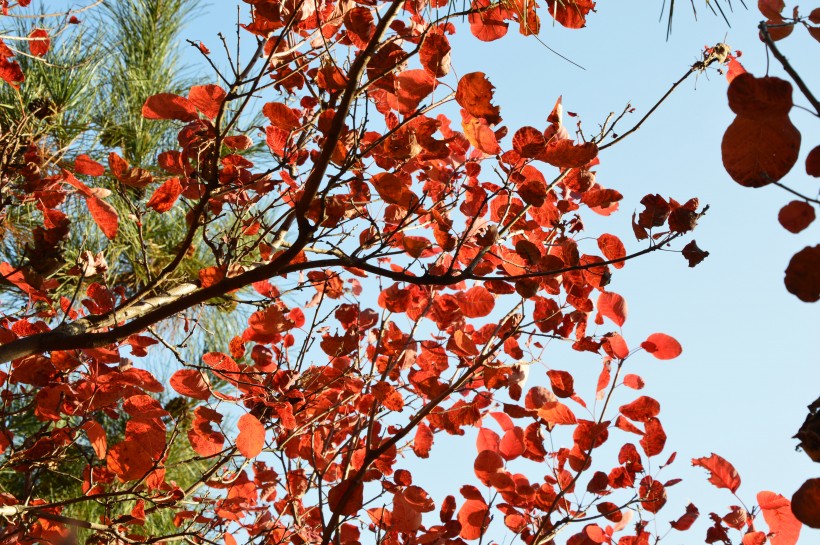 大自然的饋贈北京香山紅葉風景圖片