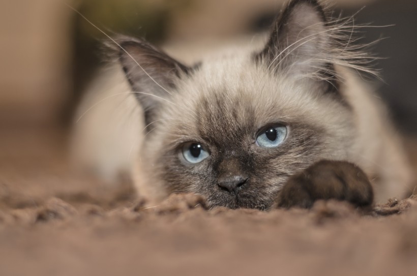 瞪着眼睛的猫咪图片