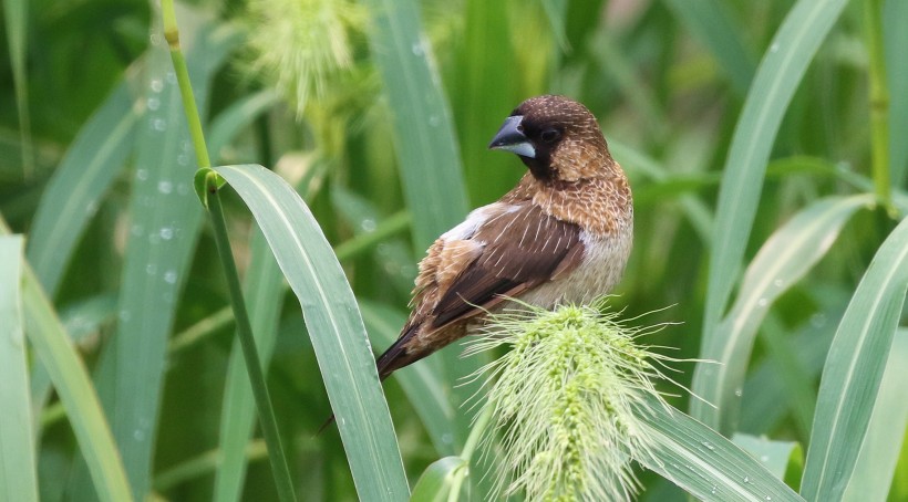 白腰文鳥圖片