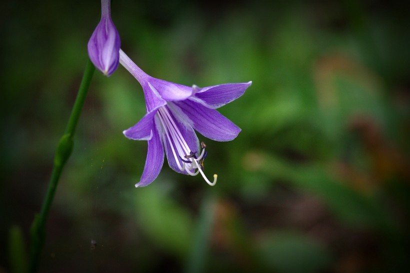 玉簪花圖片