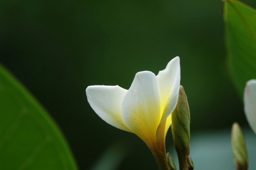 鸡蛋花图片