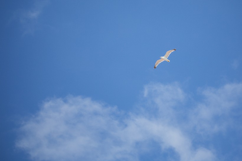 鳥在天空飛翔的圖片