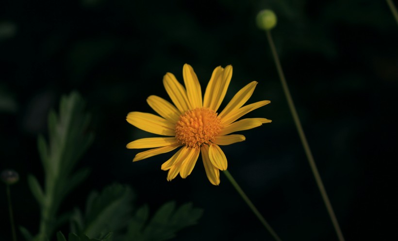 黄色菊花图片