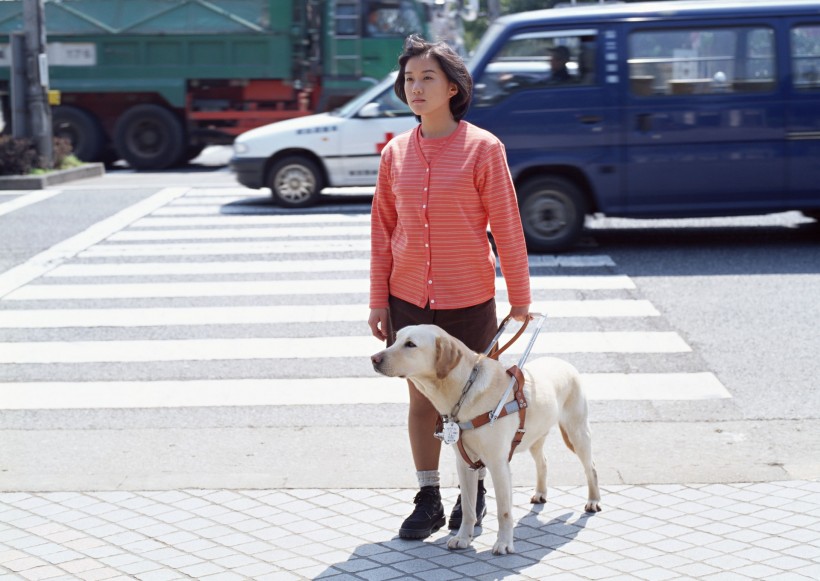 盲人和導盲犬日常生活圖片