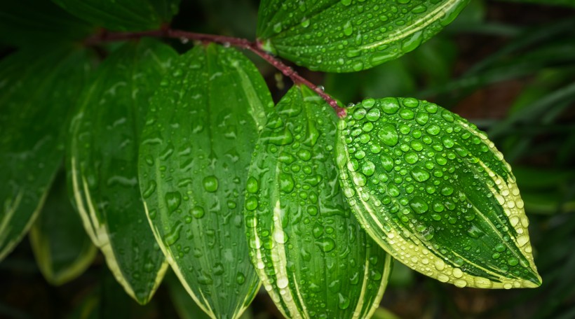 植物露水圖片