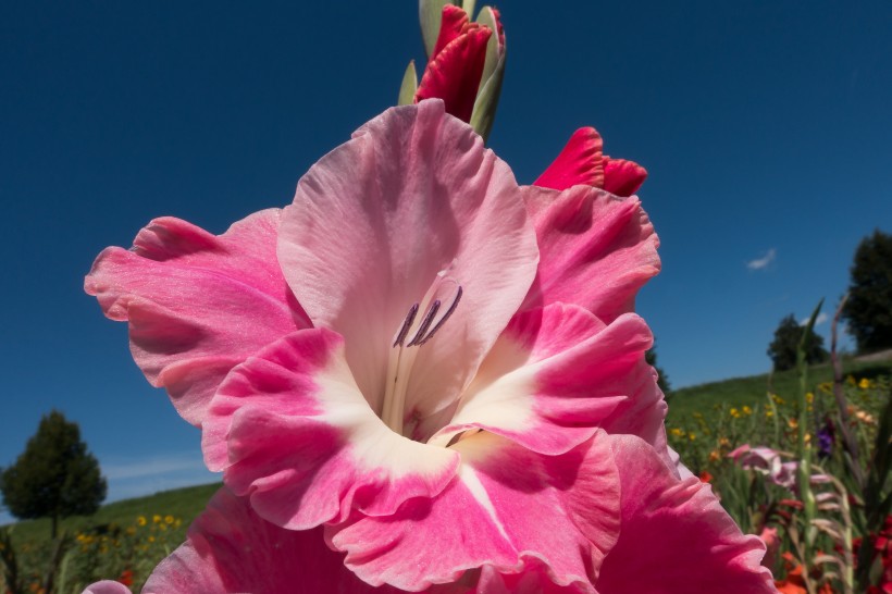 菖蒲花圖片