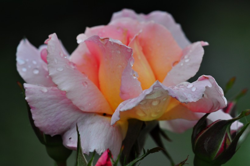 雨后的月季花图片