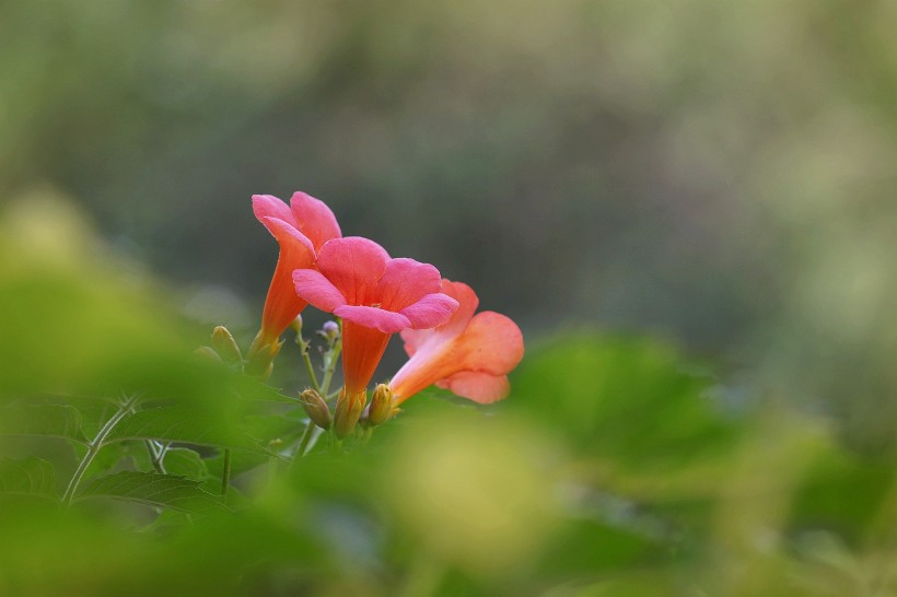 凌霄花图片