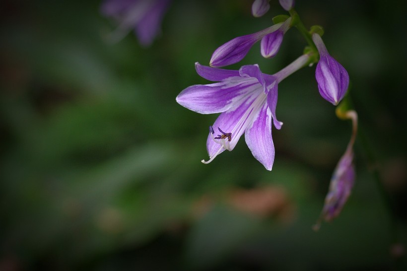 玉簪花圖片