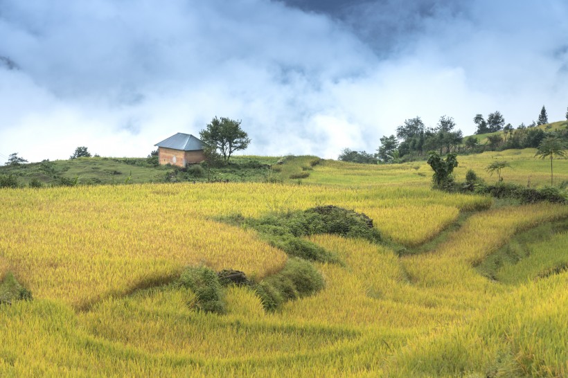 越南稻田風(fēng)景圖片