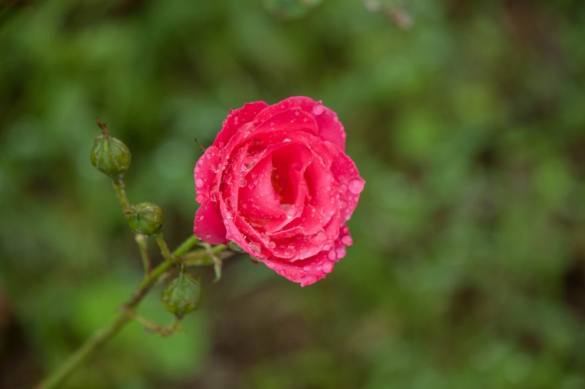 雨中月季花圖片