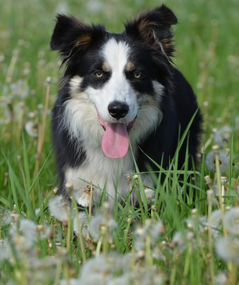 顽皮可爱的牧羊犬图片