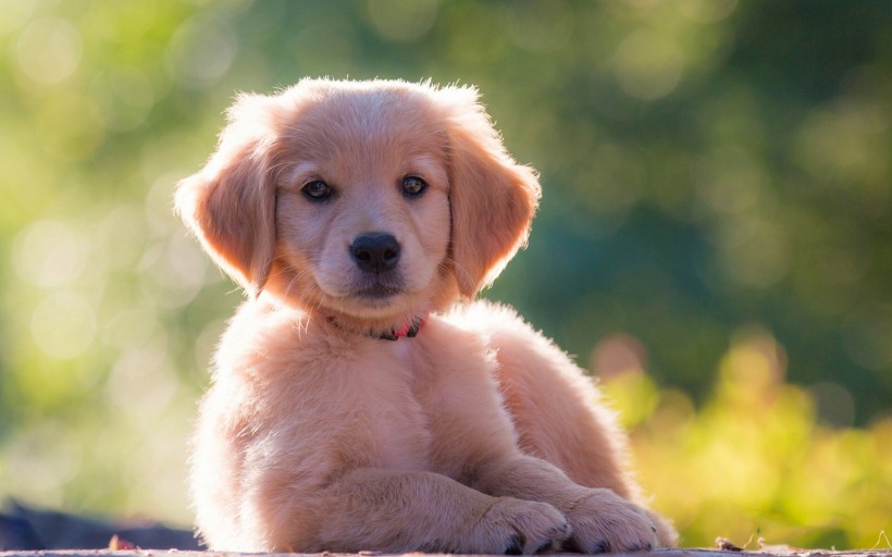 可爱的金毛寻回犬幼犬图片