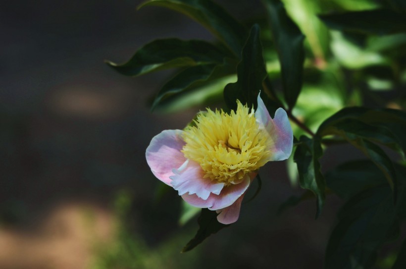 芍药花图片