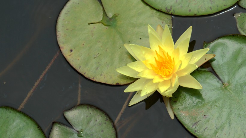 水莲花图片