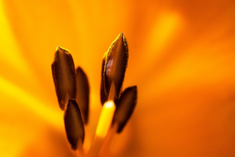 黄花菜图片