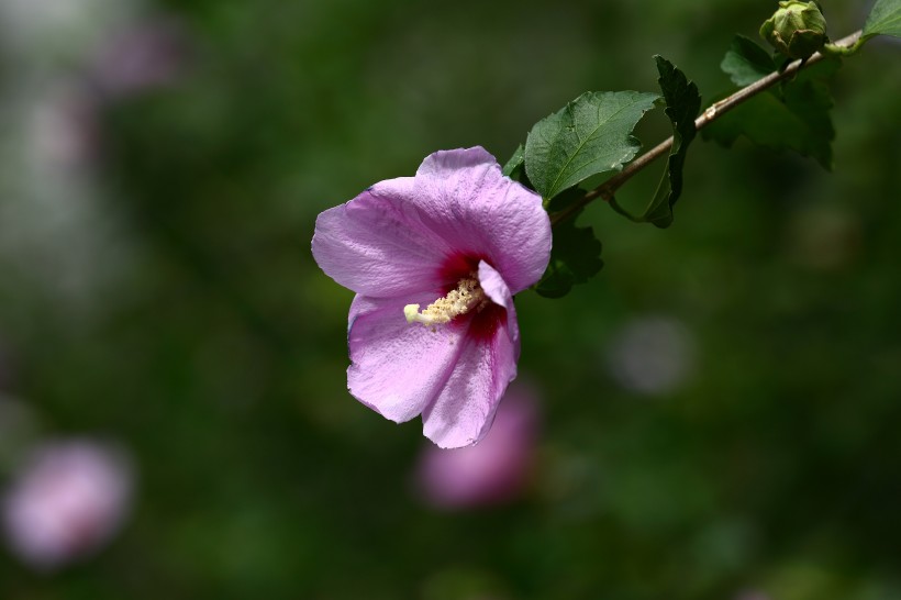 木槿花圖片