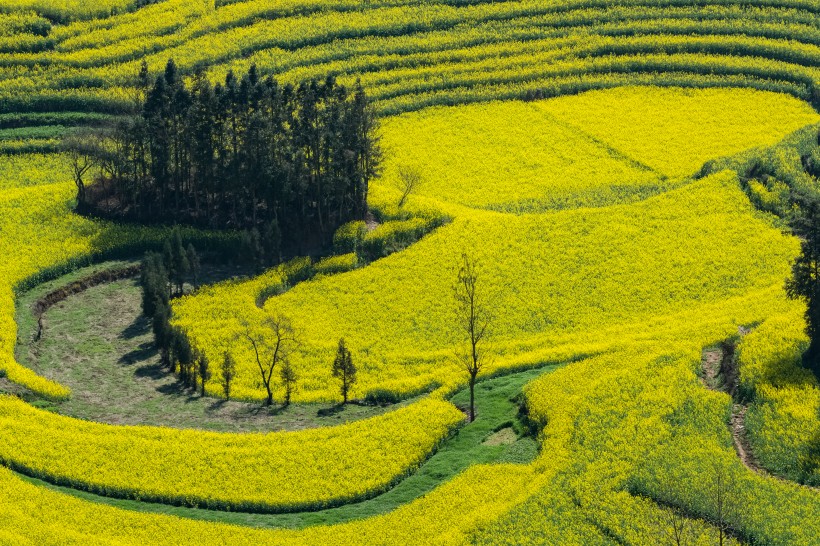 云南罗平油菜花风景图片