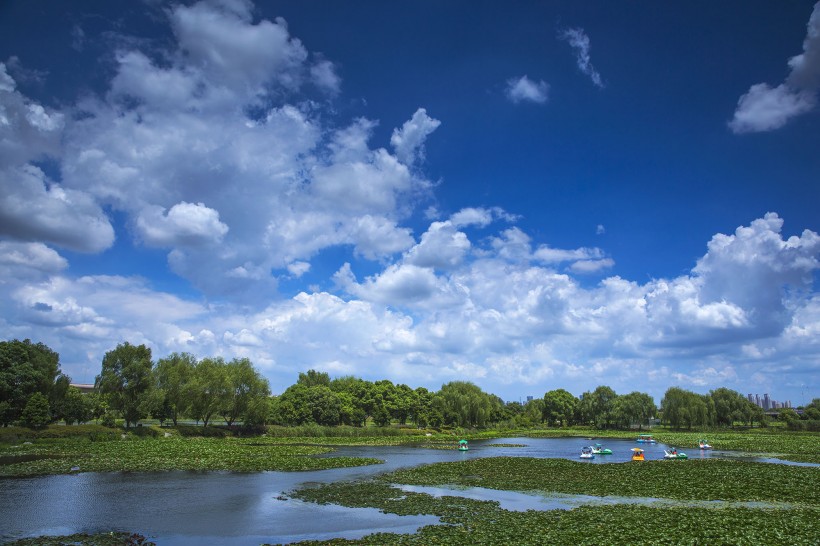 山东胶州湿地公园风景图片