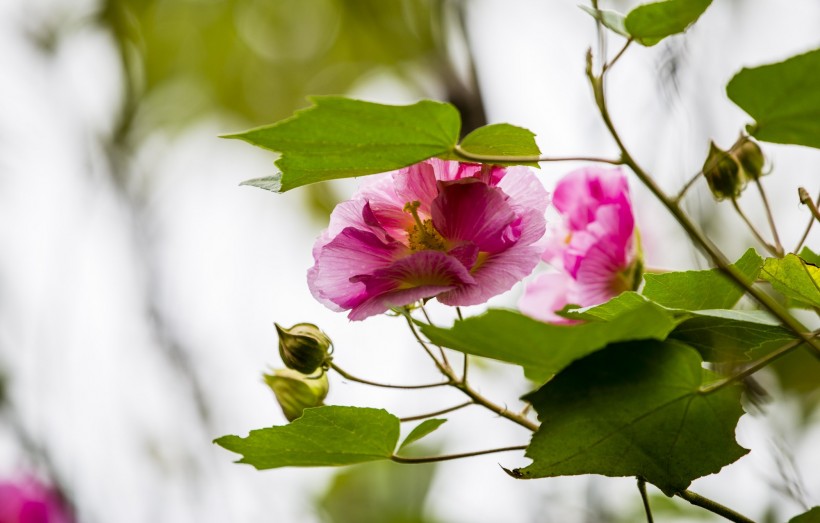 粉色木芙蓉圖片