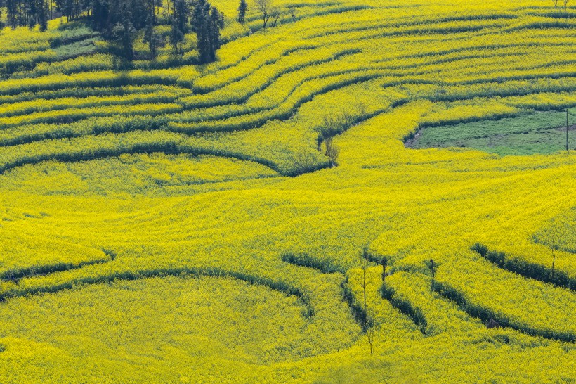 云南罗平油菜花风景图片