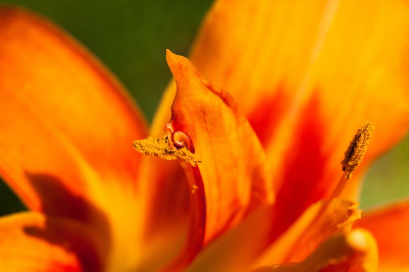 黄花菜图片