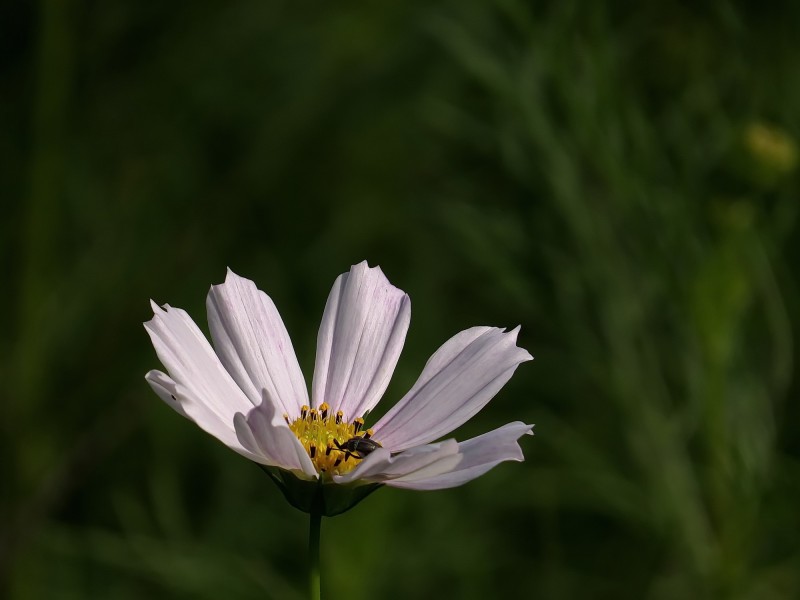 格桑花图片