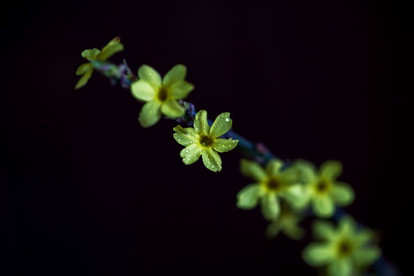 迎春花图片