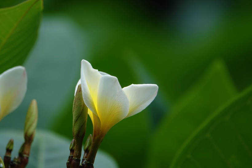 雞蛋花圖片