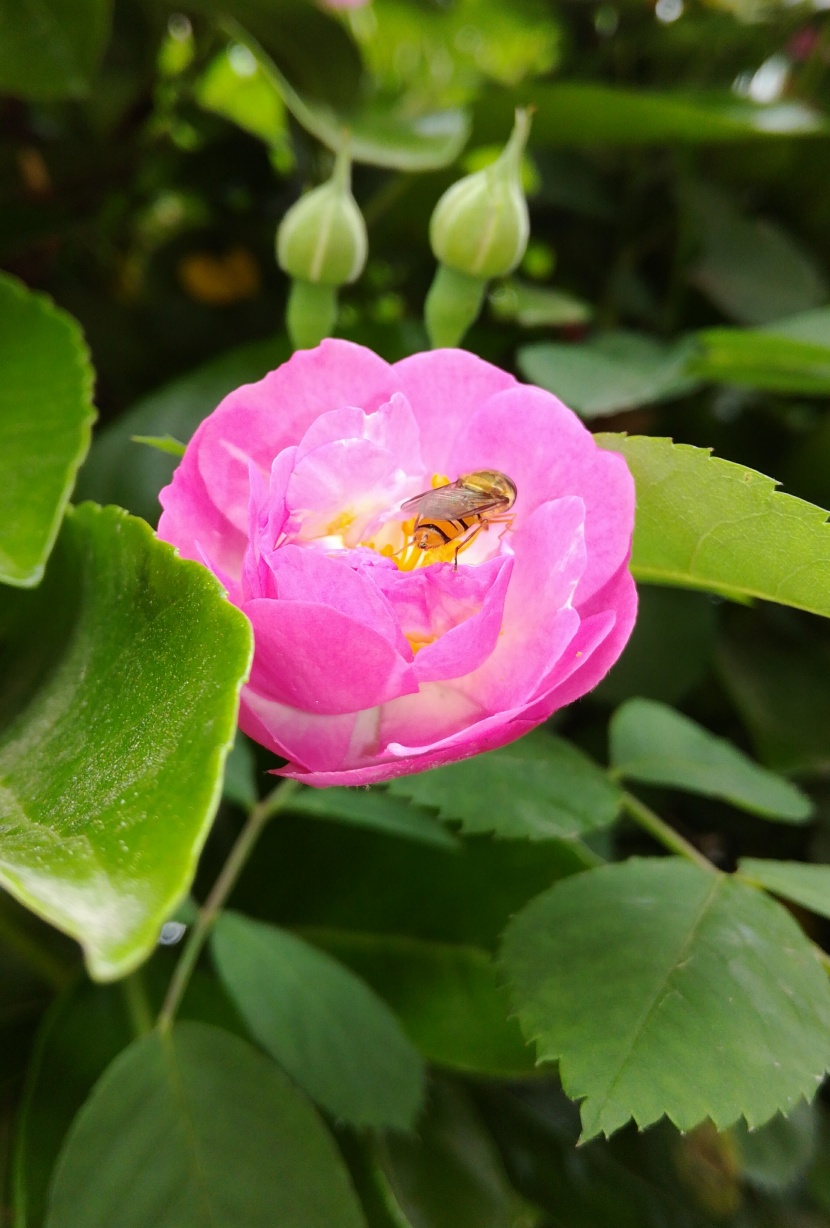 花朵上的小蜜蜂图片