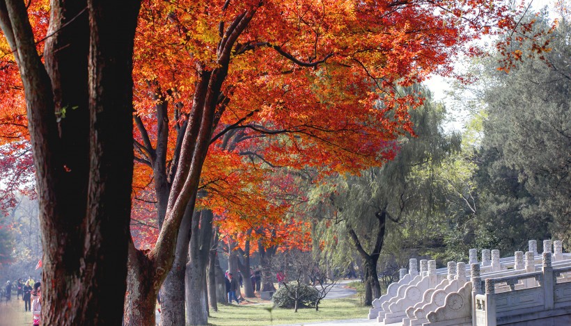 江苏南京明孝陵秋景图片