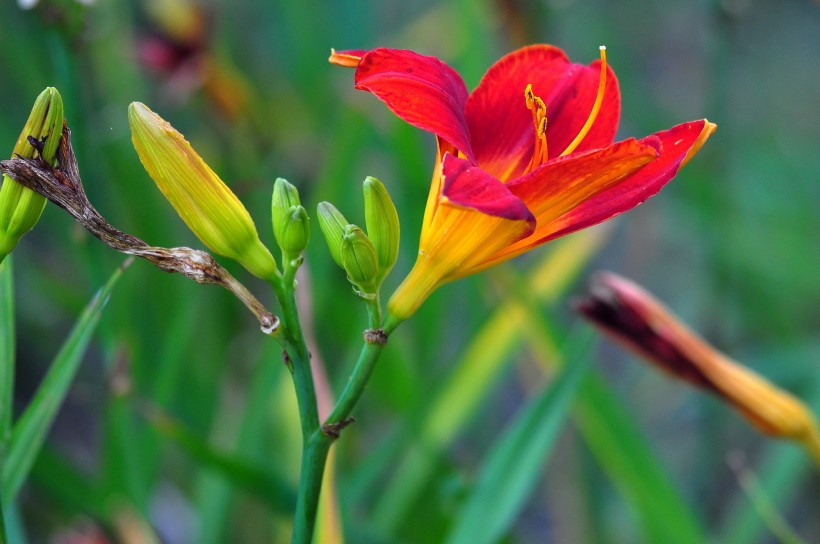 百合花圖片