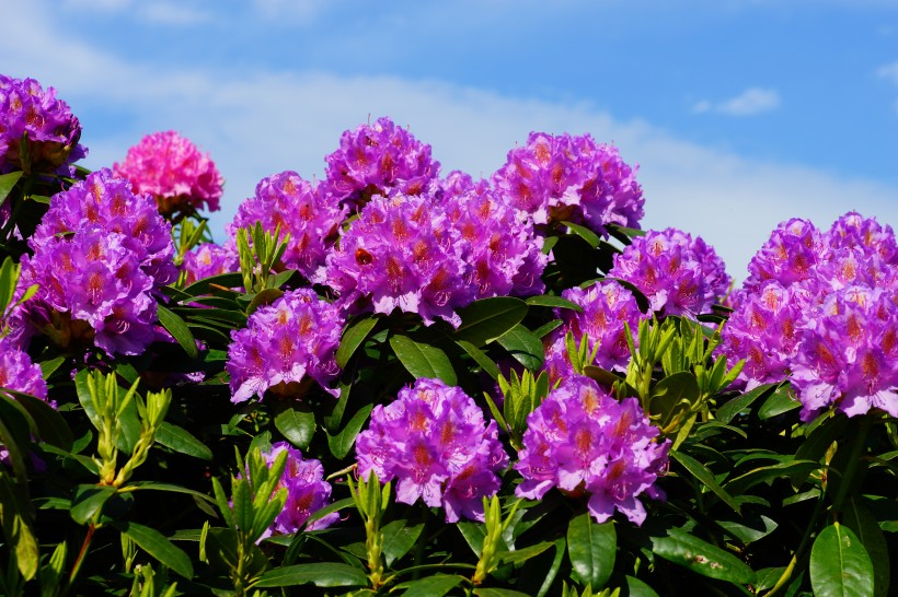 紫色杜鹃花图片