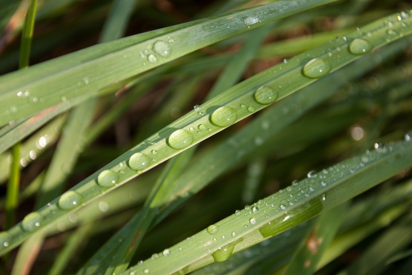 植物露水圖片