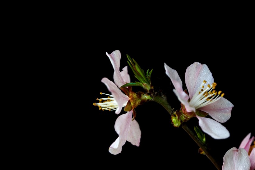 微距桃花圖片