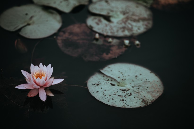 淡雅清新的蓮花圖片