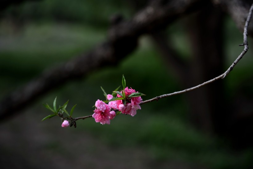 碧桃花圖片