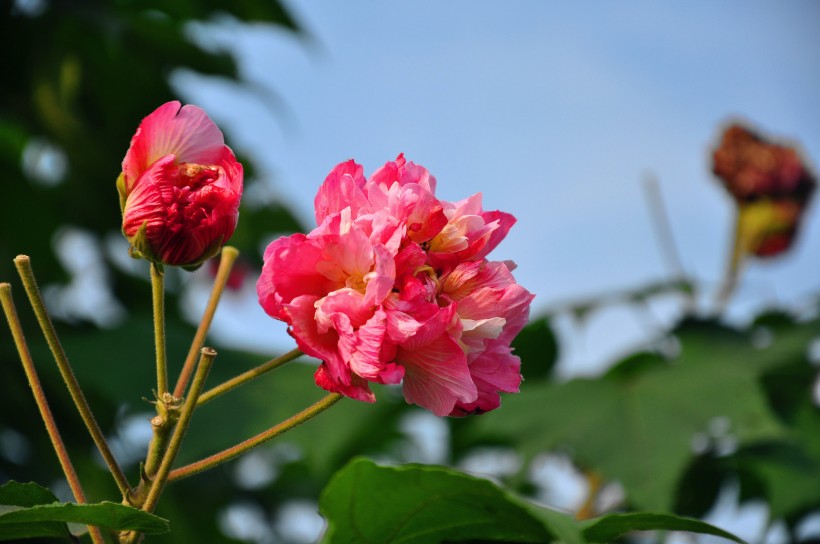 粉色木芙蓉圖片  