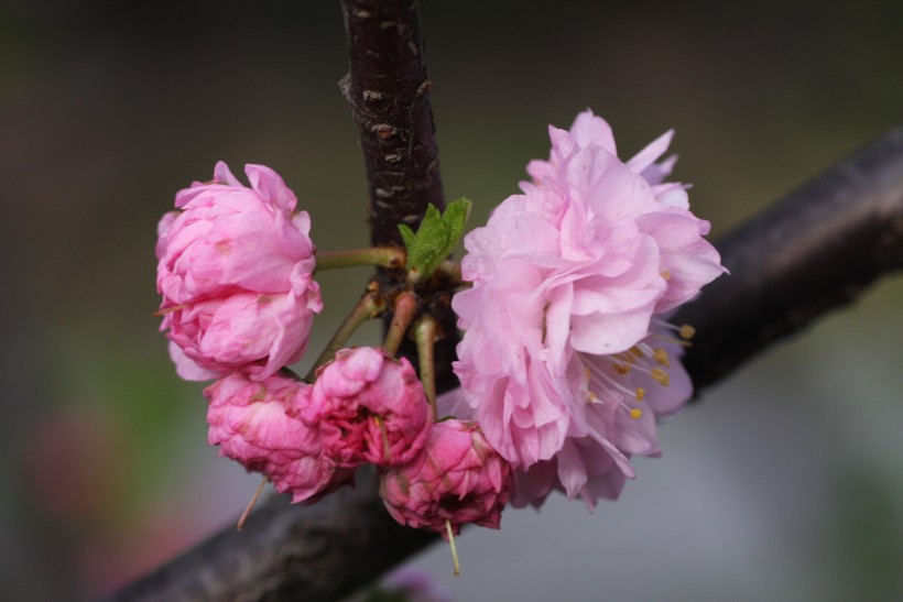 粉色郁李花图片   