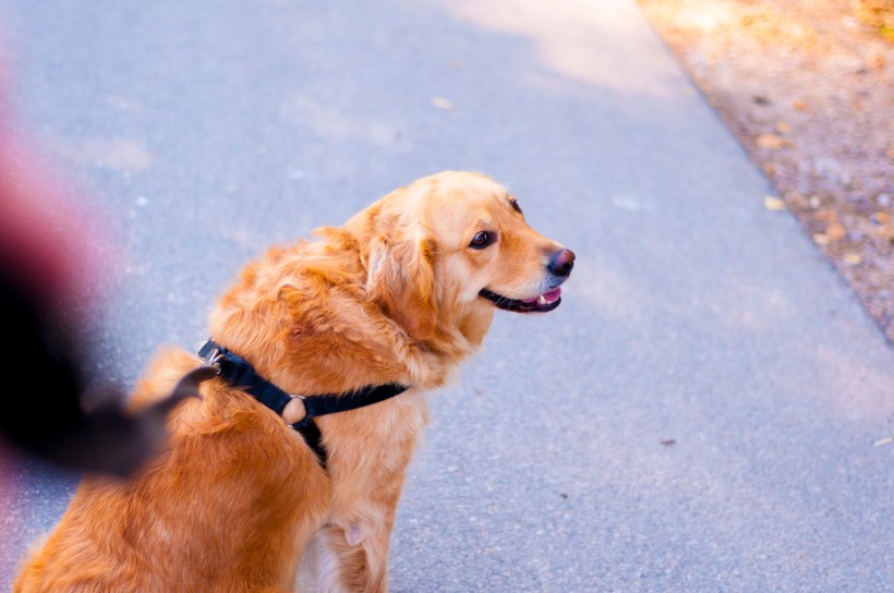 温顺的金毛犬图片