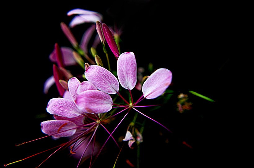 醉蝶花