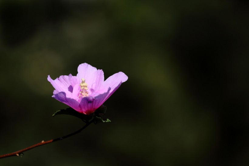 淡紫色木槿花图片