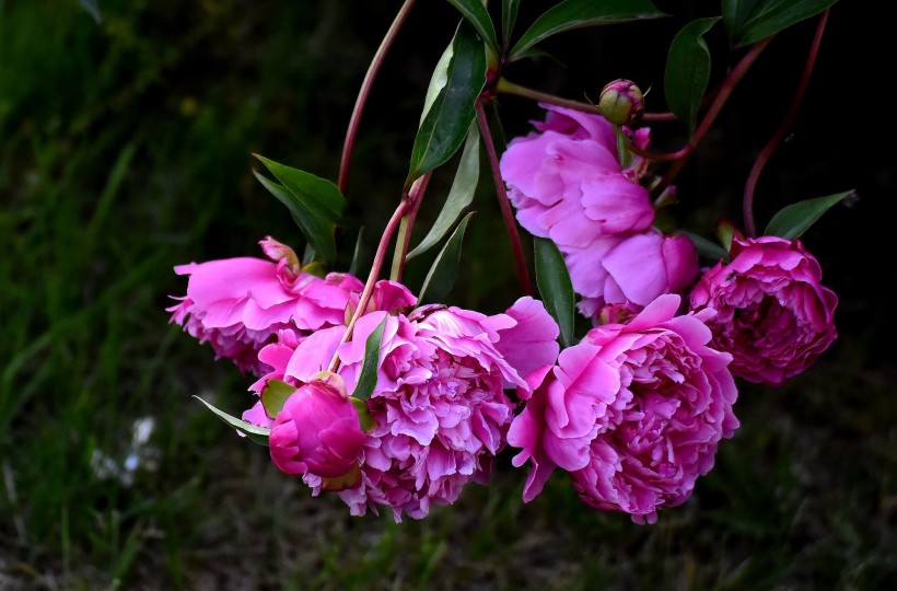 紫色芍藥花圖片