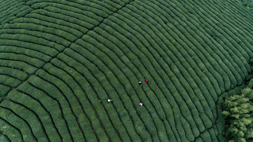 綠色茶園風(fēng)景圖片