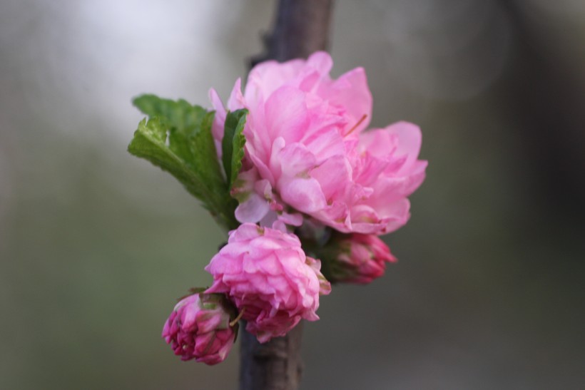 粉色郁李花图片   