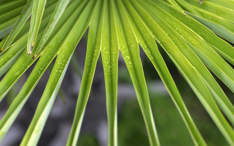 青枝碧叶的叶脉花草图片