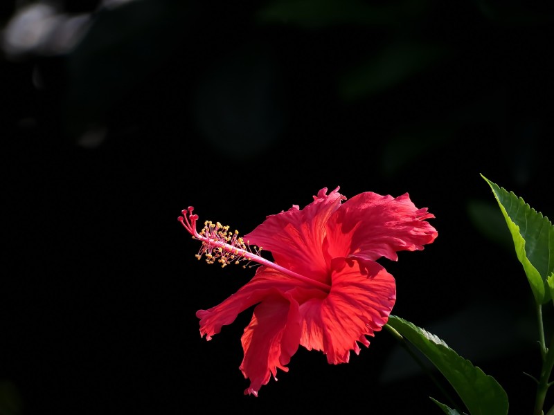 艳丽的扶桑花图片